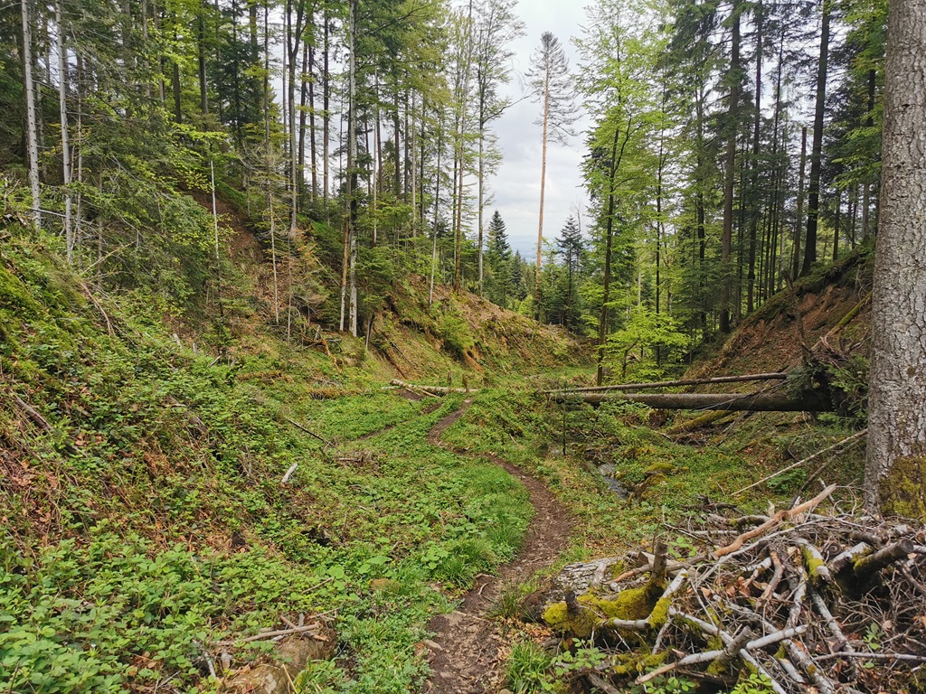 MTB Tour von Sempach auf den Chraigütsch